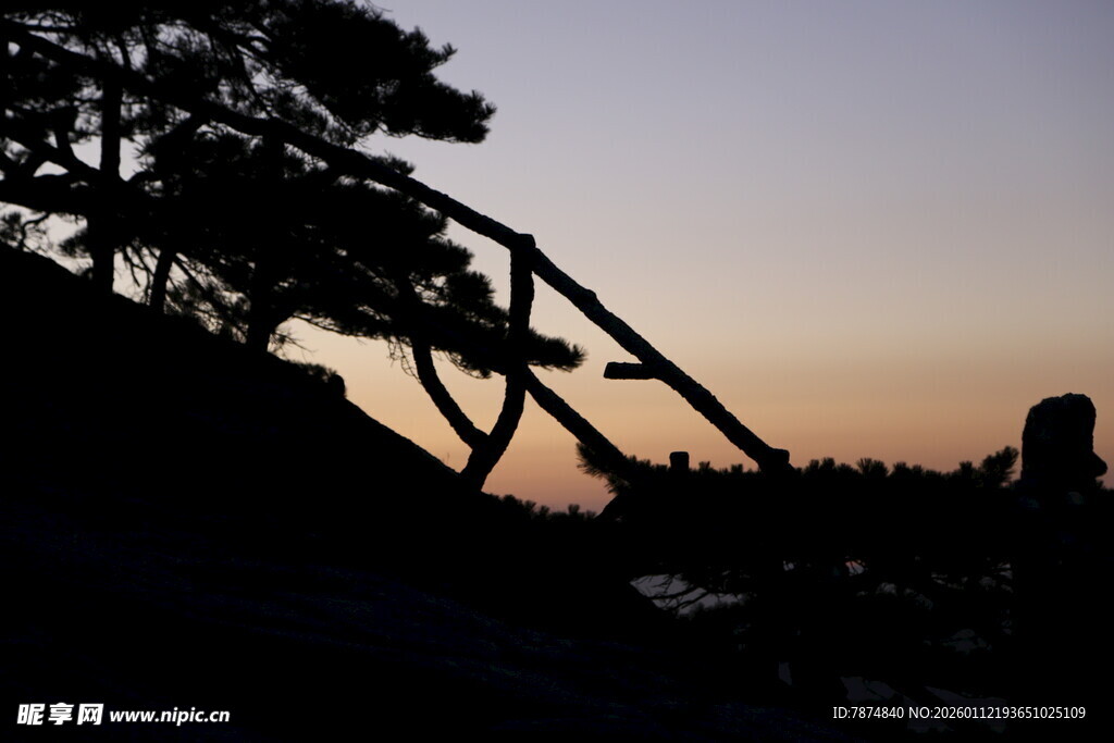 黄昏下的树木剪影