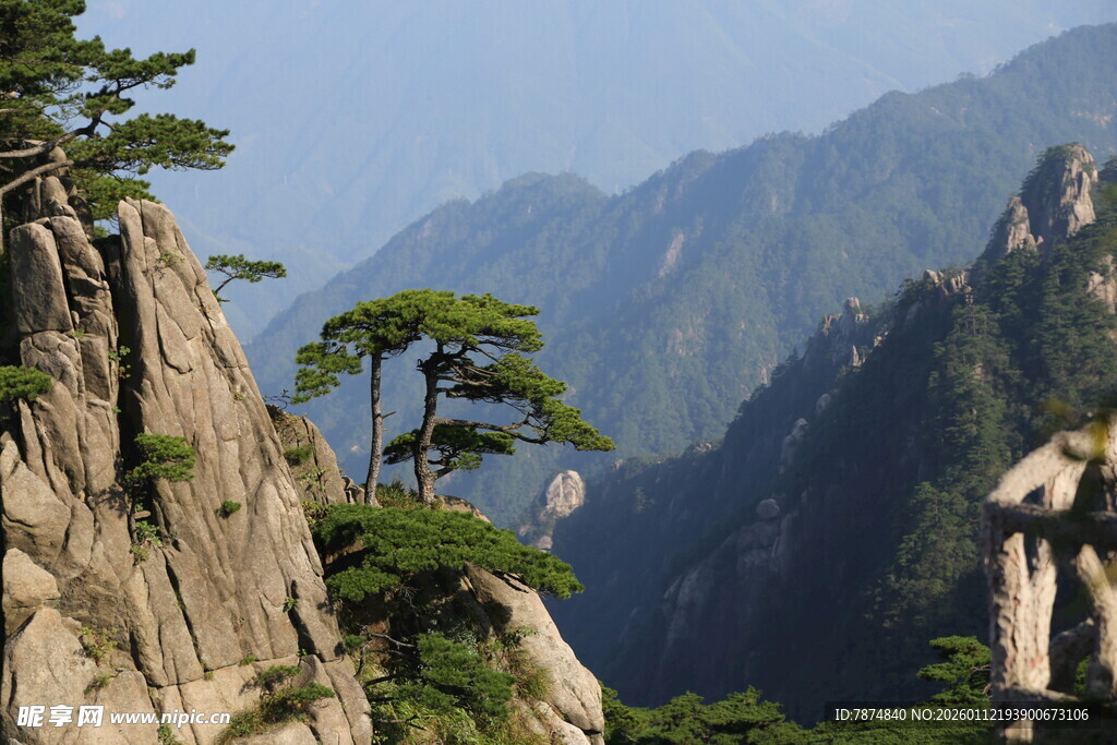 黄山奇峰上的挺拔松树