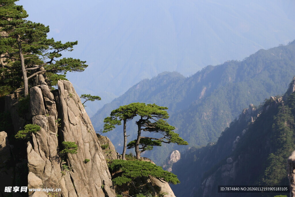 黄山奇峰上的苍松美景