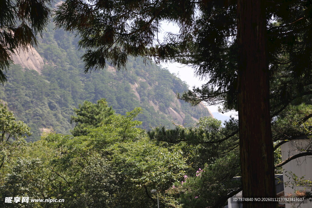 山林间的葱郁景致