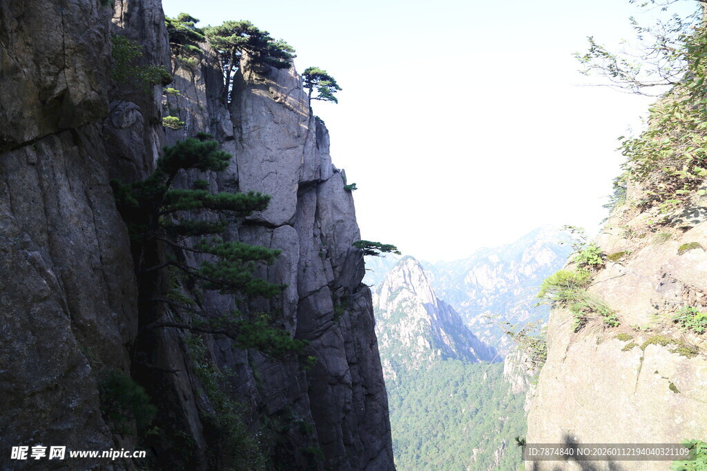 险峻峭壁上的顽强树木