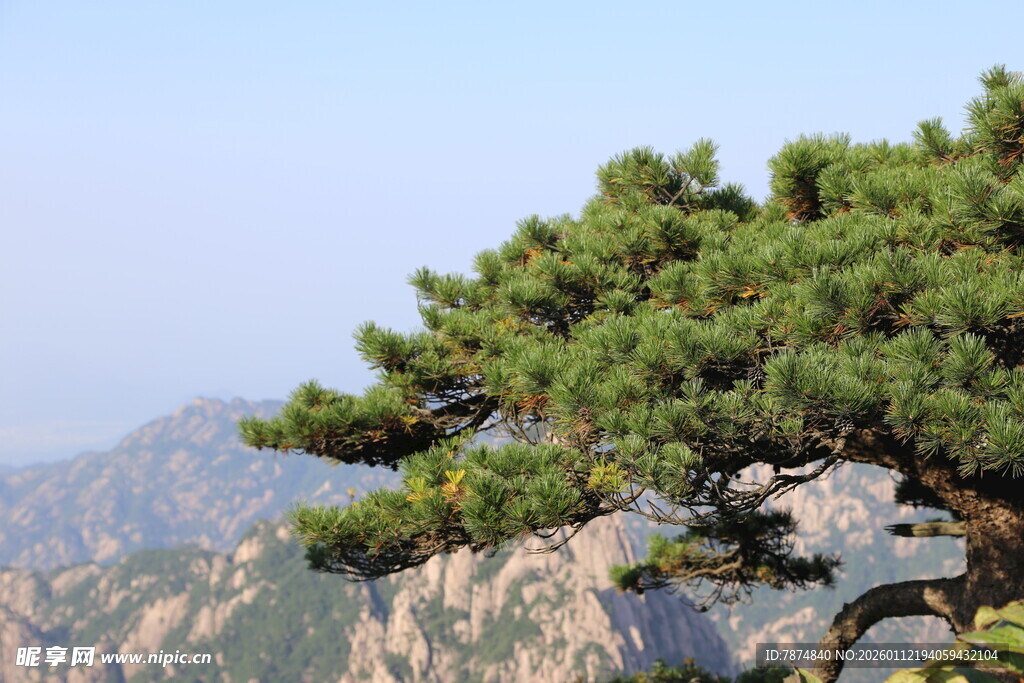黄山劲松傲立山间