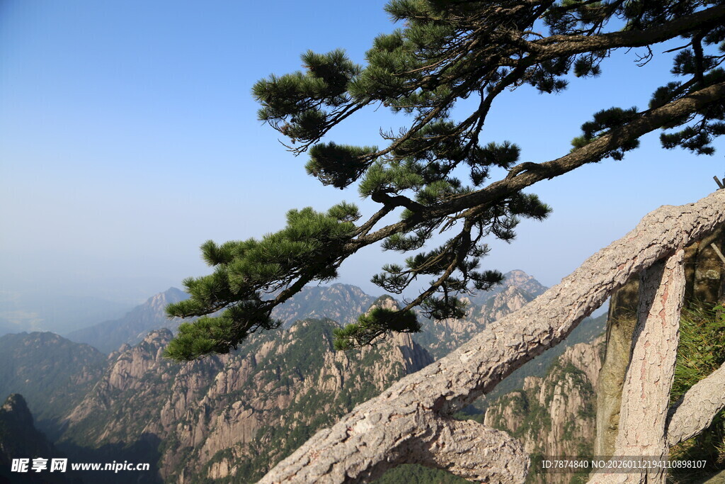 黄山松景 山间秀丽风光