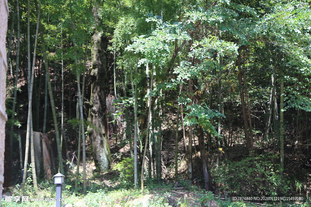 茂密森林中的繁茂树木