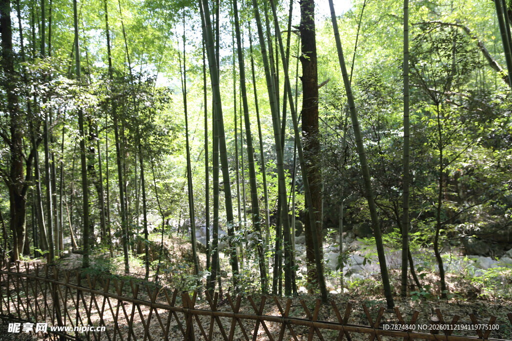 清幽竹林景致