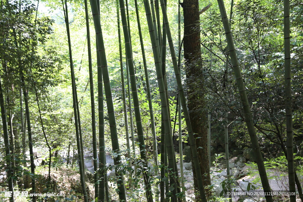 翠绿竹林 自然清新景致