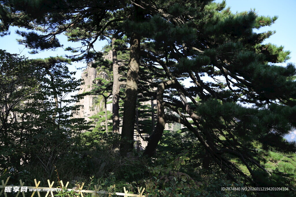 林间隐现的高楼