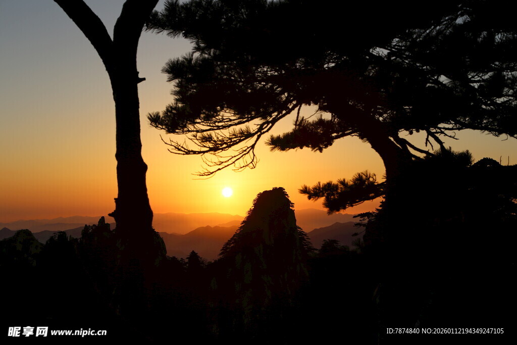 夕阳下的树木剪影