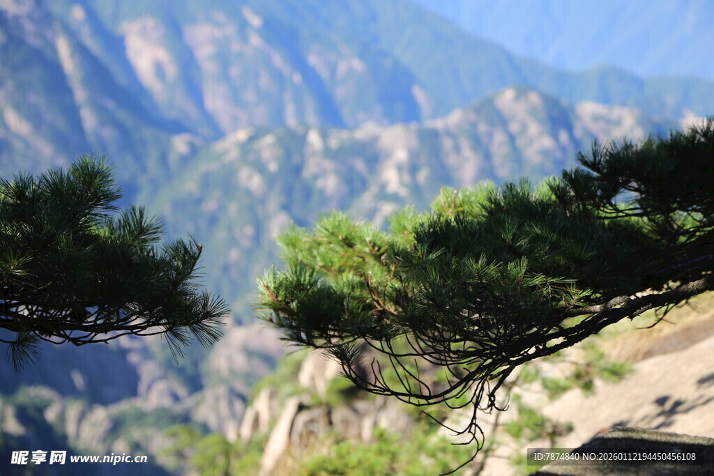 山间松枝与壮丽山景