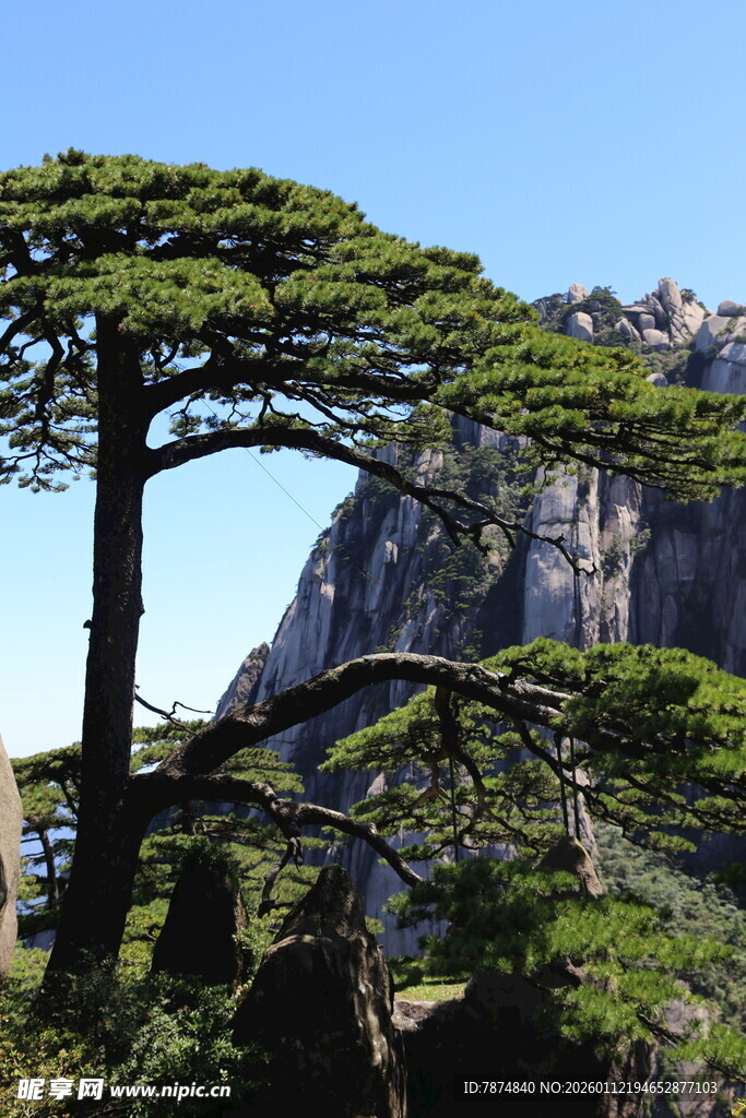 黄山迎客松 峻岭相伴