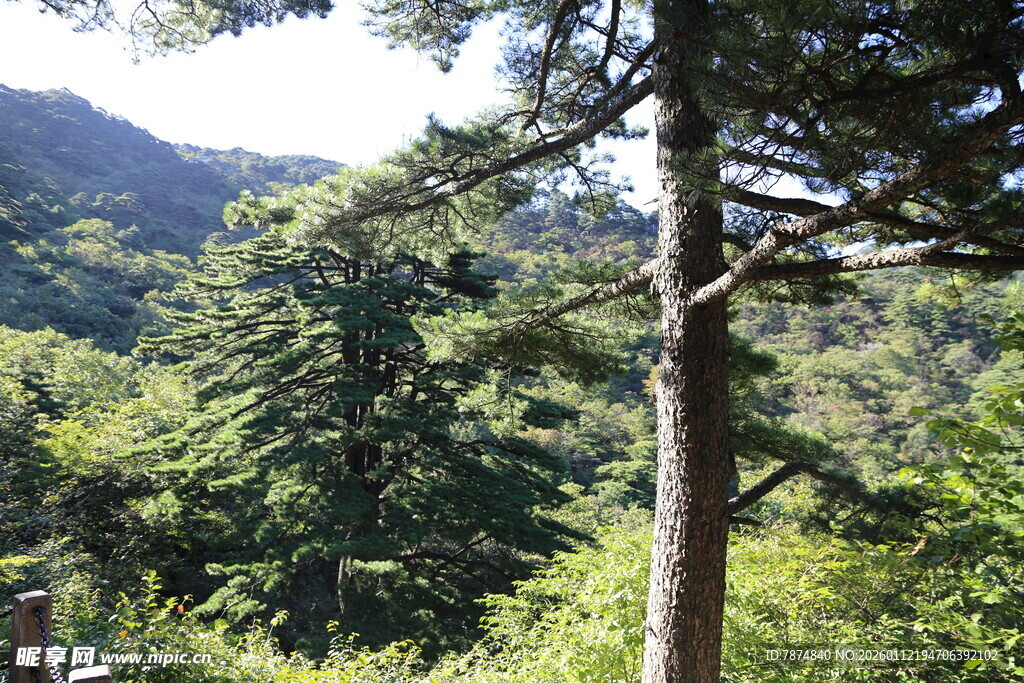 山林中的挺拔松树