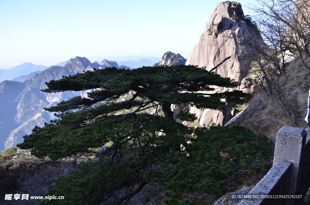 黄山奇峰旁的苍劲松树