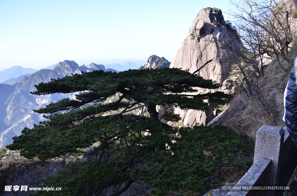 黄山迎客松 峻岭中的奇景