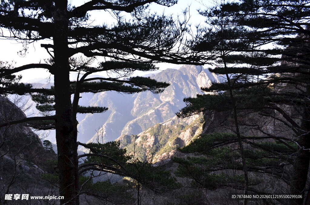 山间松影下的壮丽山景