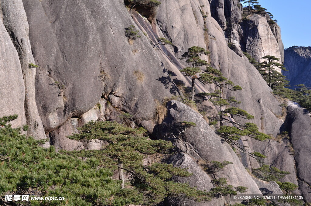 峻峭山石间的翠绿松树
