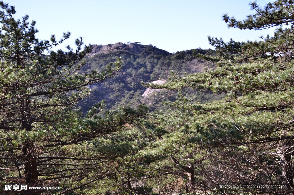 山林间的松林景致