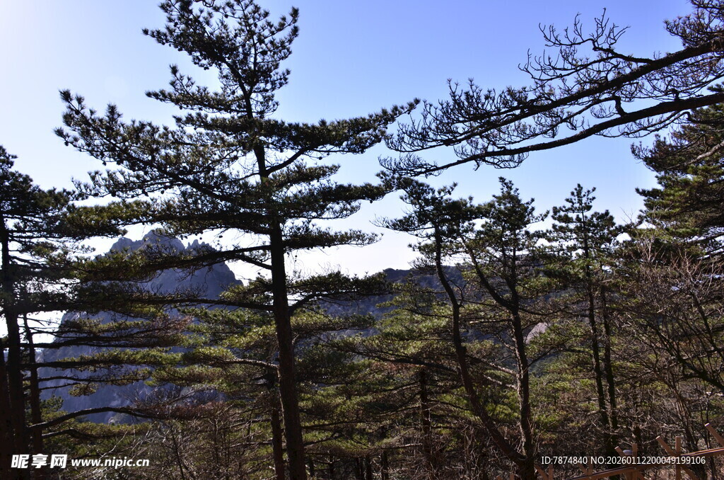 山林中的挺拔松树