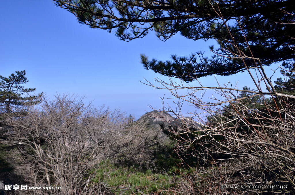 山林间的蓝天与松枝