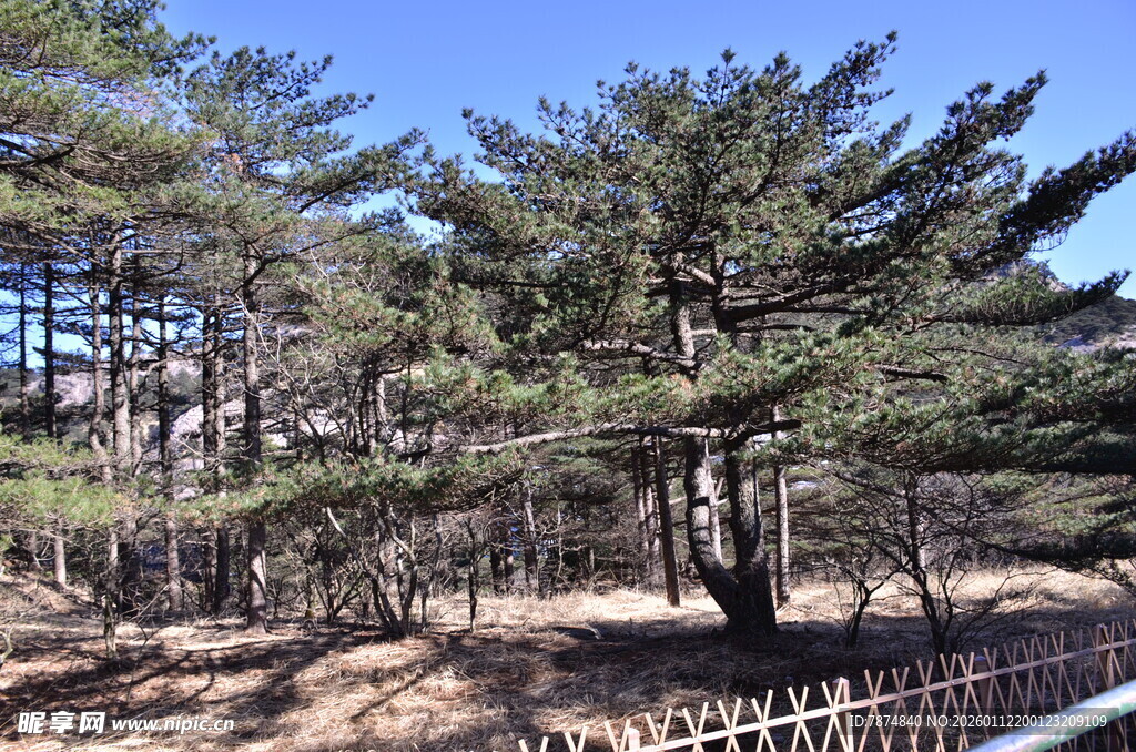 林间松景 阳光洒落