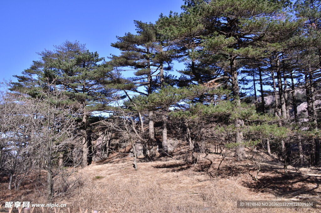 山林松景 自然清新风光