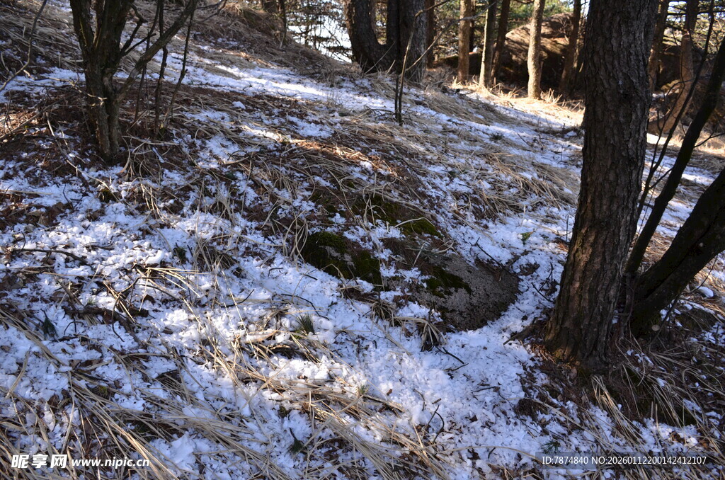 冬日林间覆雪景象