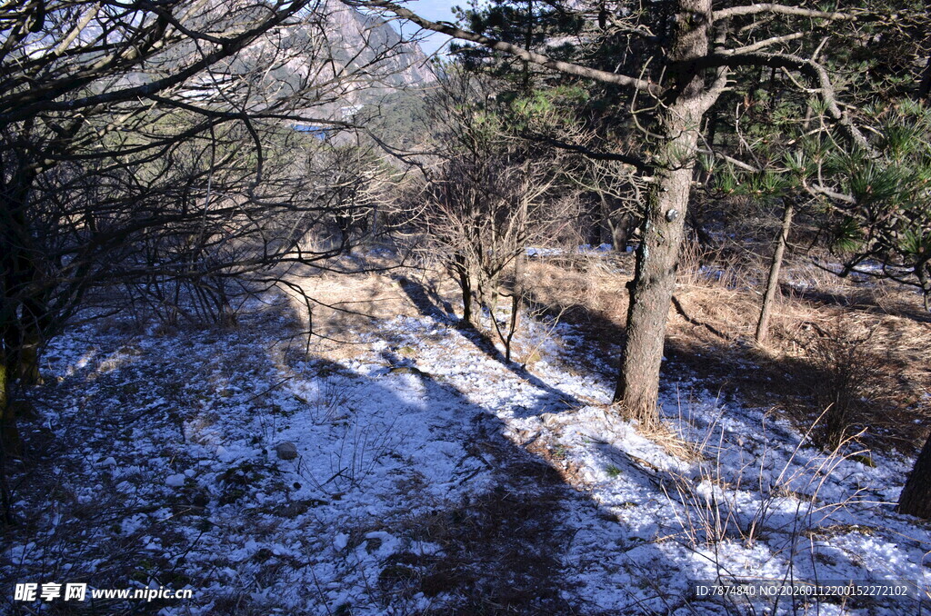 冬日林间覆雪景象