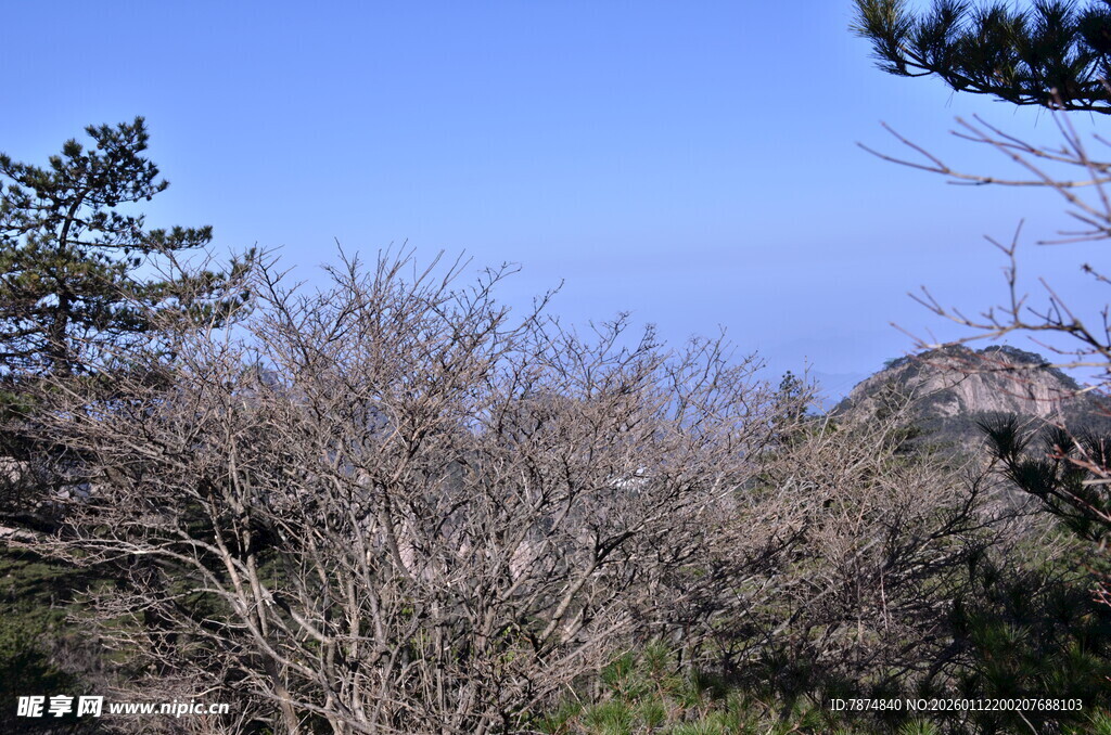 山林景致 树木与远山