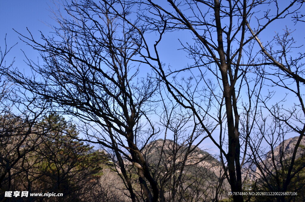 冬日枯树与蓝天景象