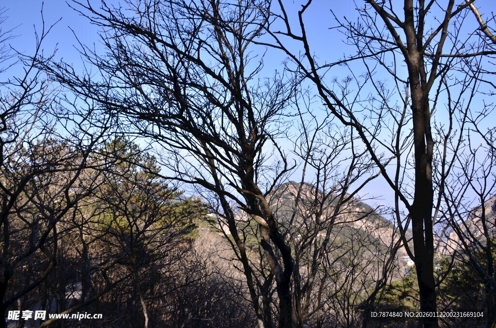 冬日光秃树林景象