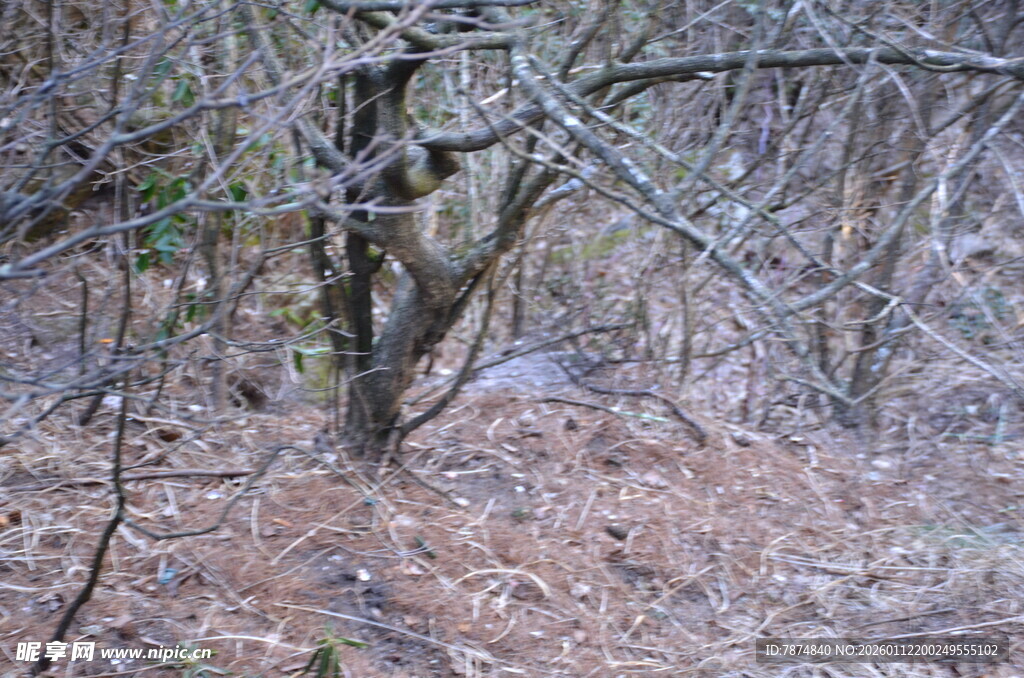 冬日枯树林景象