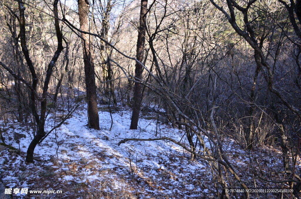 冬日雪覆树林景致