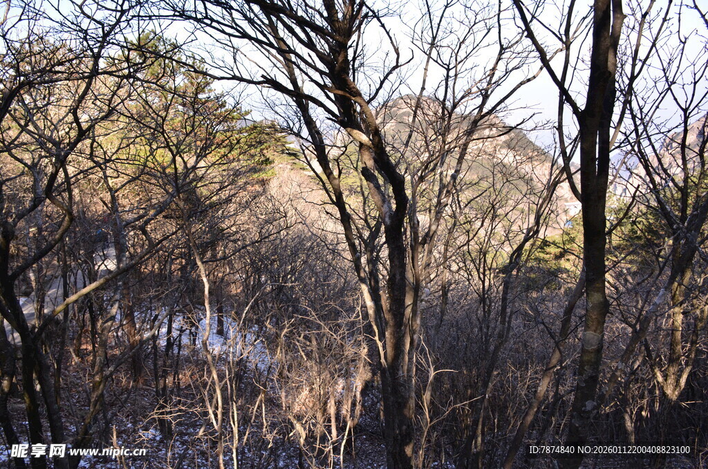 冬日枯树林中的静谧水域