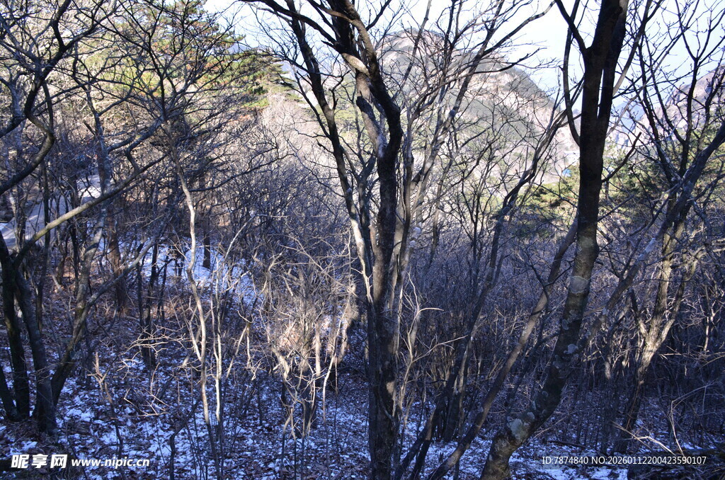 冬日雪覆树林景象