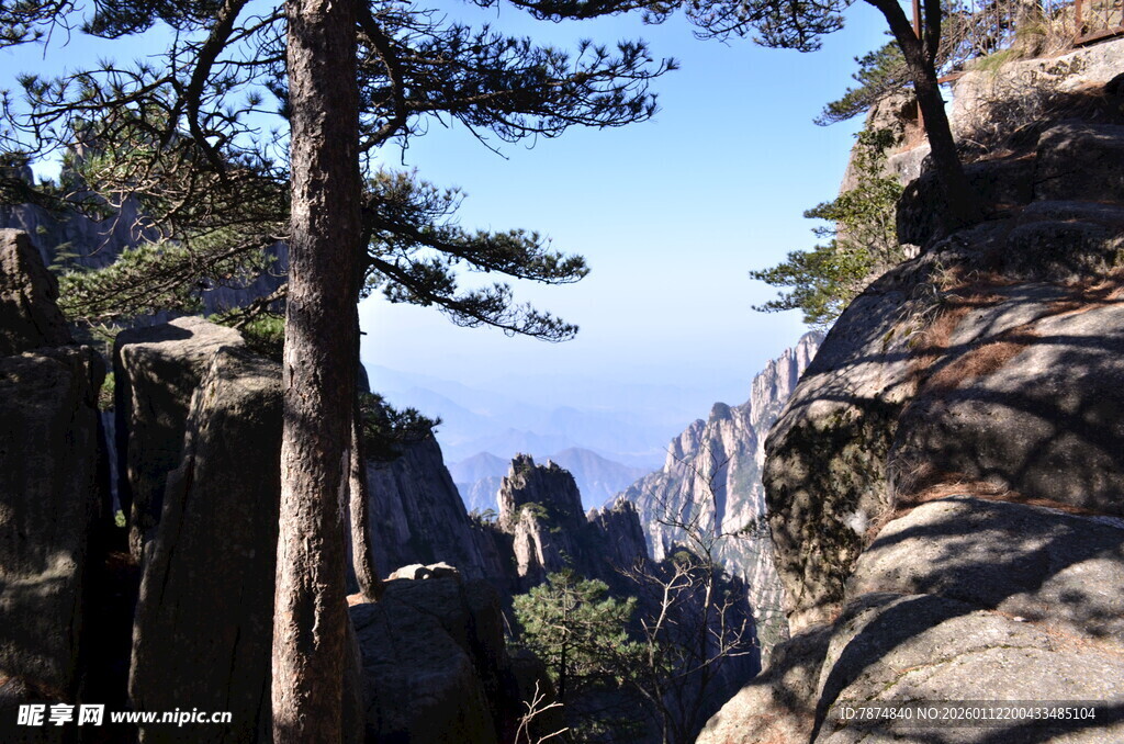 黄山奇峰间的挺拔松树