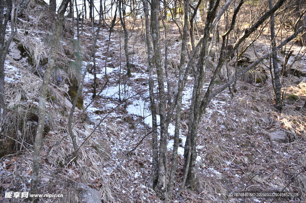 冬日林间残雪景象