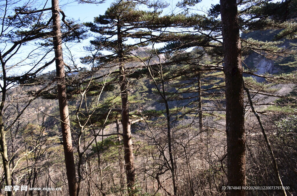 山林间的树木景观