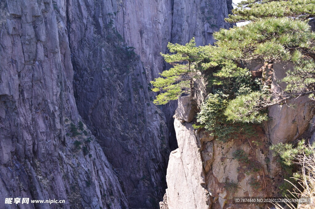 悬崖峭壁上的翠绿松树