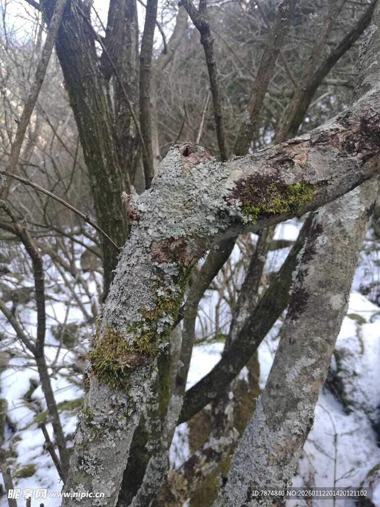 雪覆枯树的冬日景象