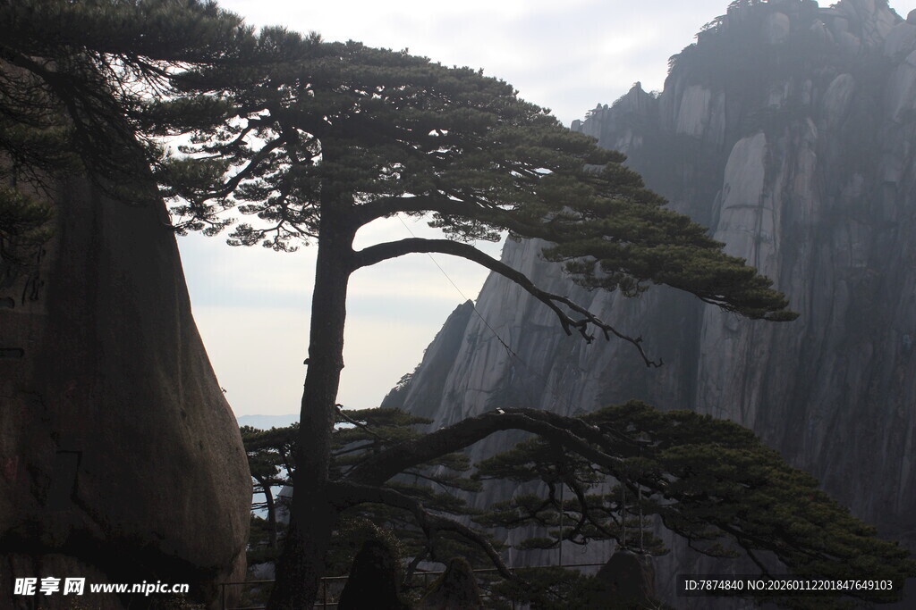 黄山奇峰旁的挺拔松树
