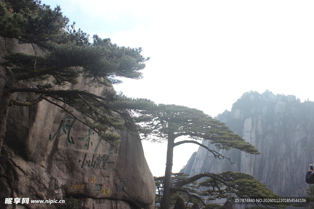黄山奇峰上的苍松