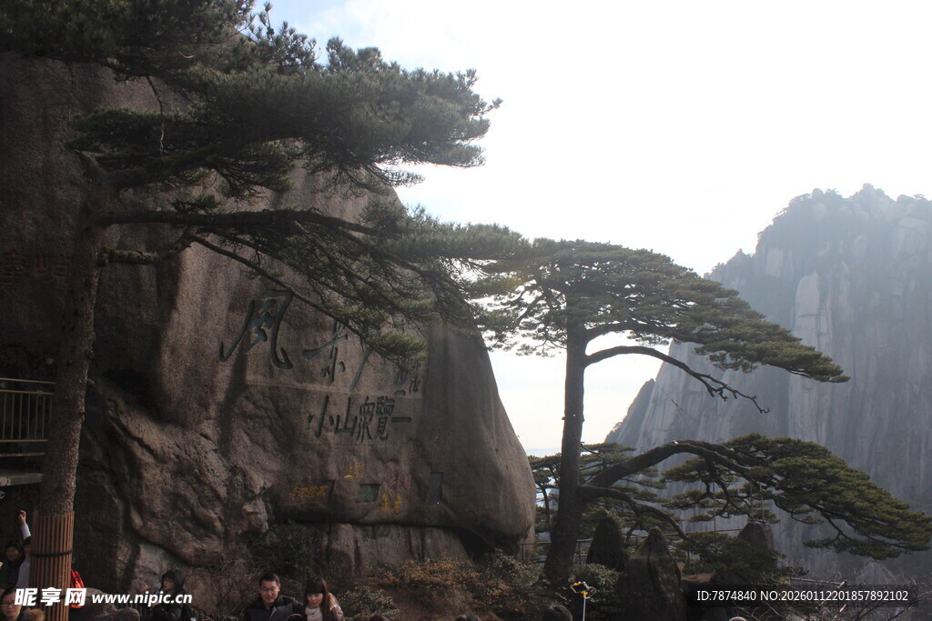 黄山奇松景观