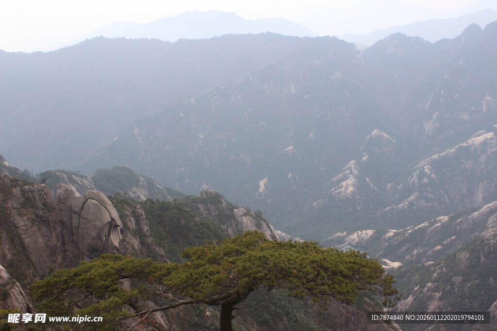 黄山奇峰上的孤傲松树