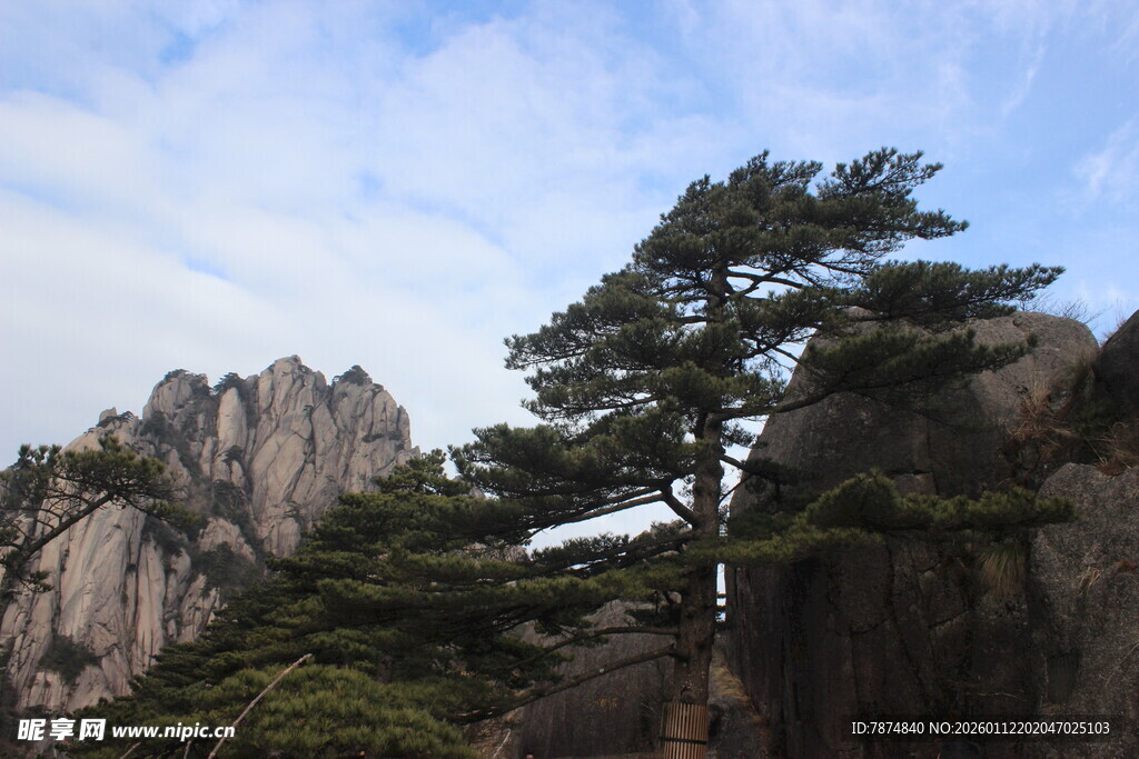 黄山奇峰上的挺拔松树