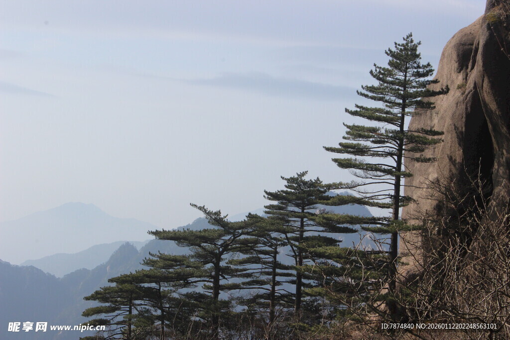 悬崖边挺拔的青松