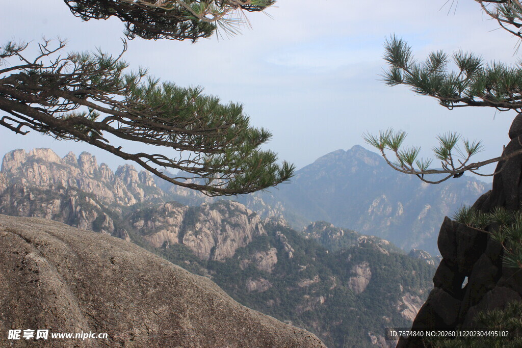 黄山奇峰上的苍松