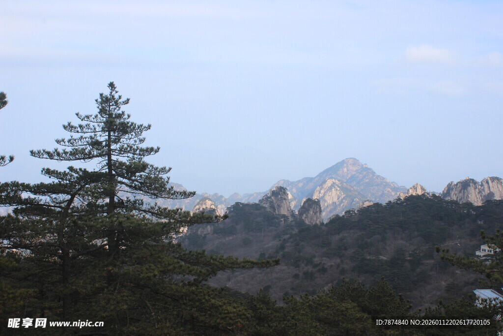 山林中的挺拔松树与远山