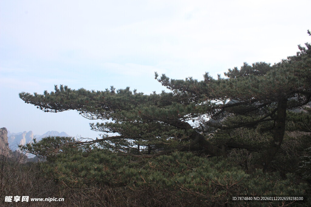 山间挺立的苍翠松树