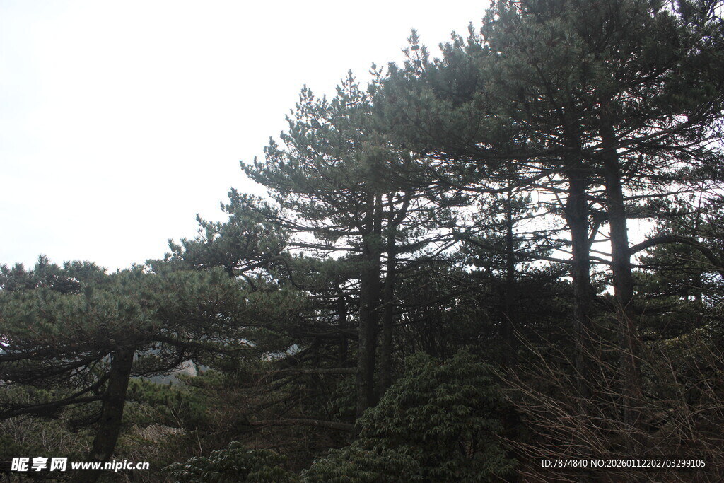 山林中的茂密松树