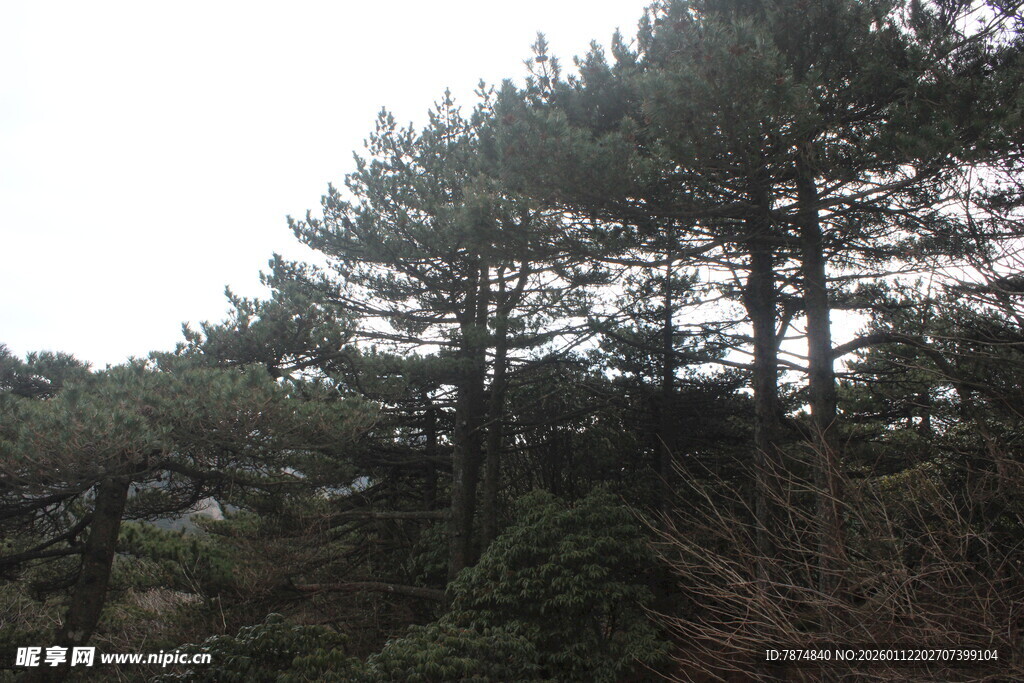 山林中的挺拔松树