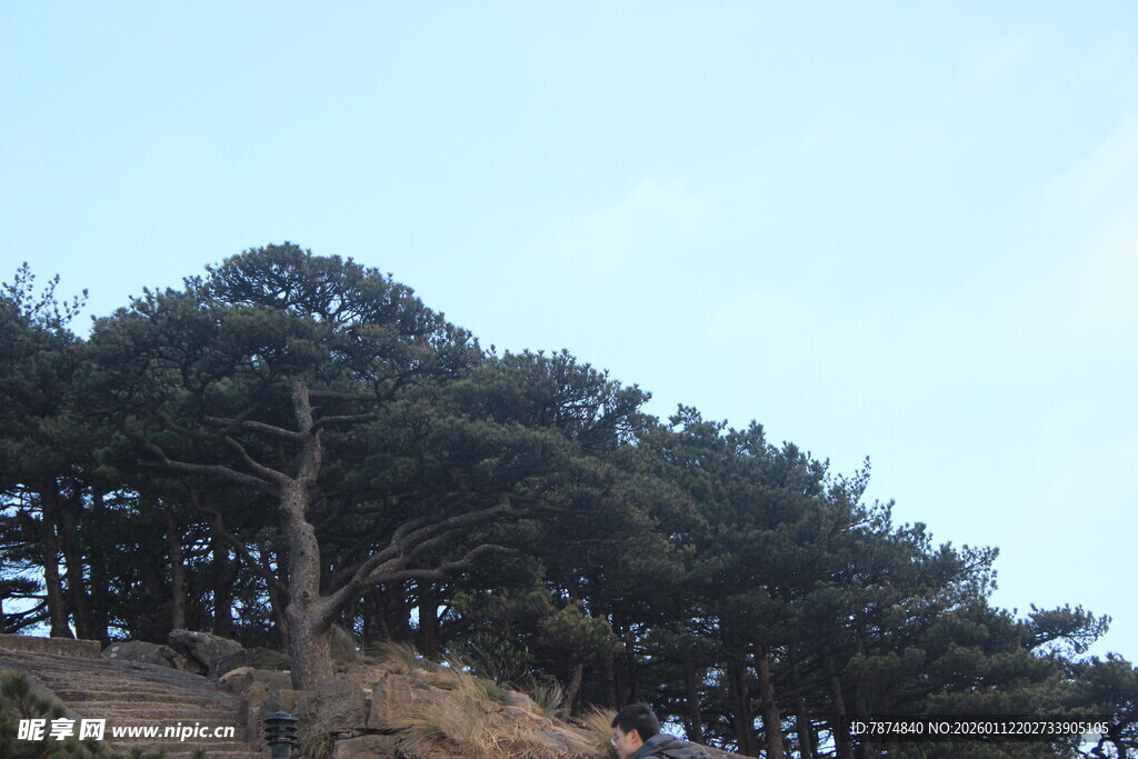 山坡上的茂密松树林